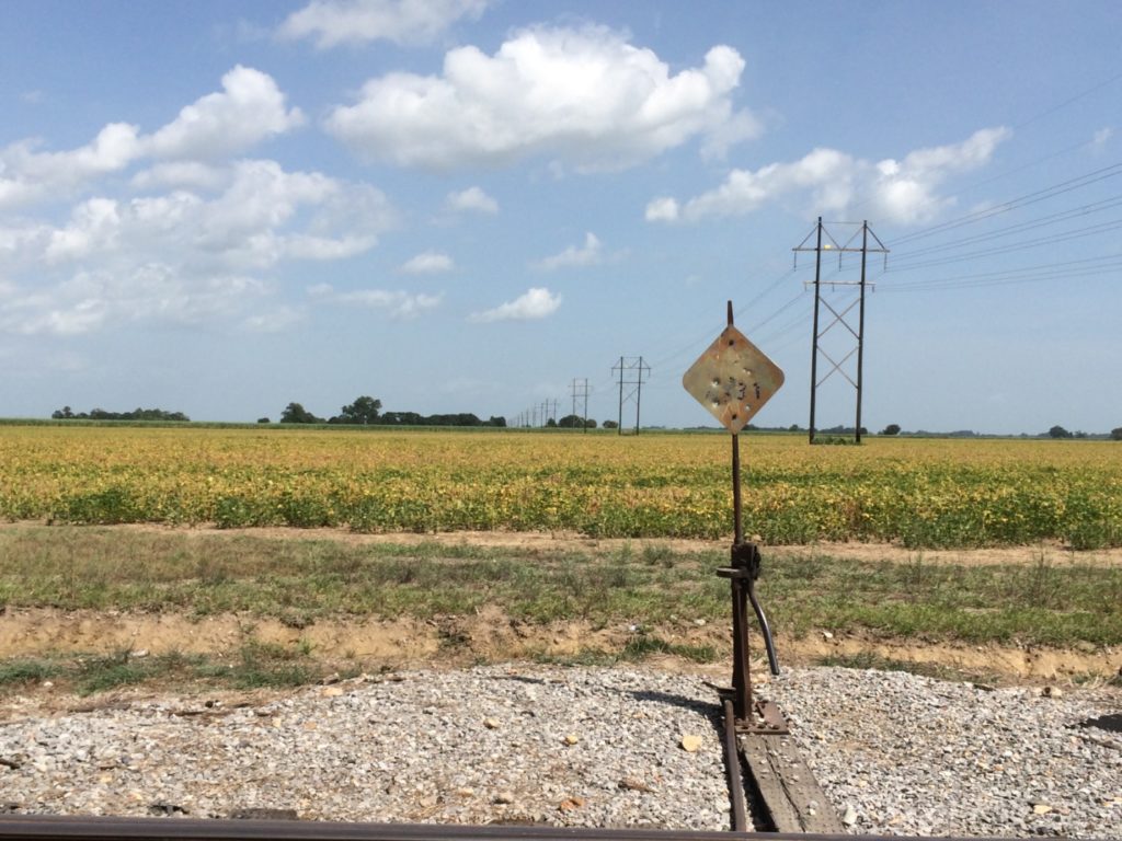 A cane field in Southwestern Louisiana