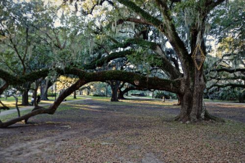 An ancient Live Oak in City Park